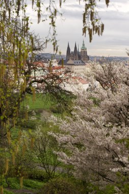 Bahar Prague City ile Gotik Kalesi ve yeşil doğa ve çiçekli ağaçlar, Çek Cumhuriyeti