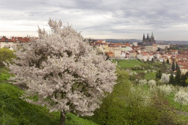 Bahar Prague City ile Gotik Kalesi ve yeşil doğa ve çiçekli ağaçlar, Çek Cumhuriyeti