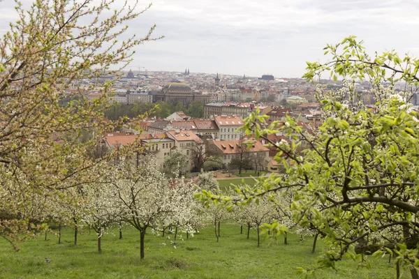 Doğa ve çiçekli ağaçlar, Çek Cumhuriyeti Prag şehir bahar yeşil ile görüntüleyin