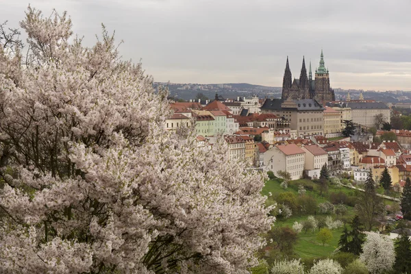 Jaro Prague City s gotického hradu a zelené přírody a kvetoucích stromů, Česká republika — Stock fotografie