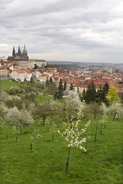Spring Prague City com Castelo Gótico e o verde Natureza e Floração Árvores, República Checa — Fotografia de Stock