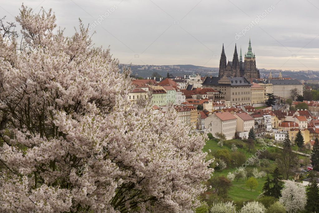 Cidade De Praga Primavera Com Castelo Gotico E A Natureza Verde E Arvores Floridas Republica Checa Stock Photo C Cajano 107016848