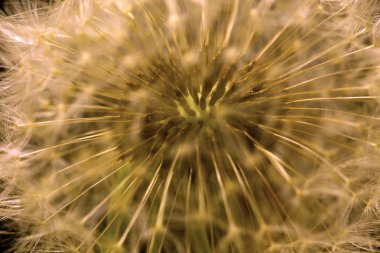 Karahindiba 'nın detayları. 