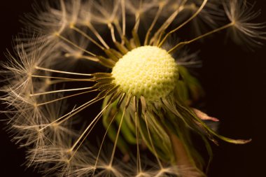 Karahindiba 'nın detayları. 