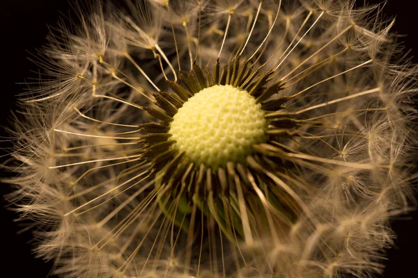 蒲公英的细节 — 图库照片