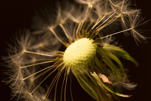 Detail van de Paardebloem — Stockfoto