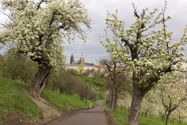 Castle, yeşil doğa ve çiçekli ağaçlar, Çek Cumhuriyeti Gotik yaylı Prag şehir görüntüleyin
