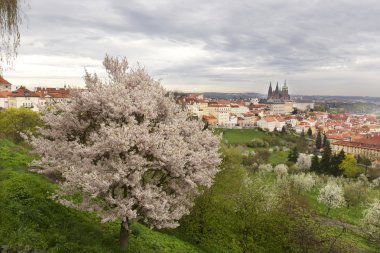 Castle, yeşil doğa ve çiçekli ağaçlar, Çek Cumhuriyeti Gotik yaylı Prag şehir görüntüleyin