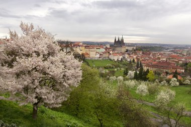 Castle, yeşil doğa ve çiçekli ağaçlar, Çek Cumhuriyeti Gotik yaylı Prag şehir görüntüleyin