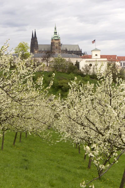 Zobrazit na jaře Prague City s gothic, zámek, zelené přírody a kvetoucích stromů, Česká republika — Stock fotografie