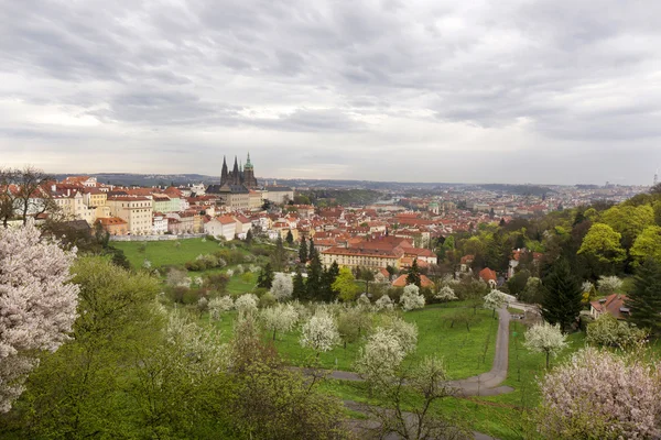 Zobacz na wiosnę Praga z gotyckim zamku, zieleni i kwitnących drzew, Republika Czeska — Zdjęcie stockowe