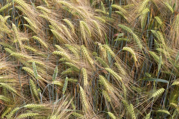 Detalle de Picos de cebada — Foto de Stock