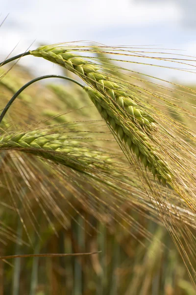 Detail of Barley Spikes — Stock Photo, Image