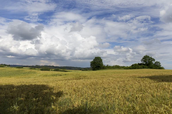 Field of Barley in the storm summer country Landscape — Stock Photo, Image