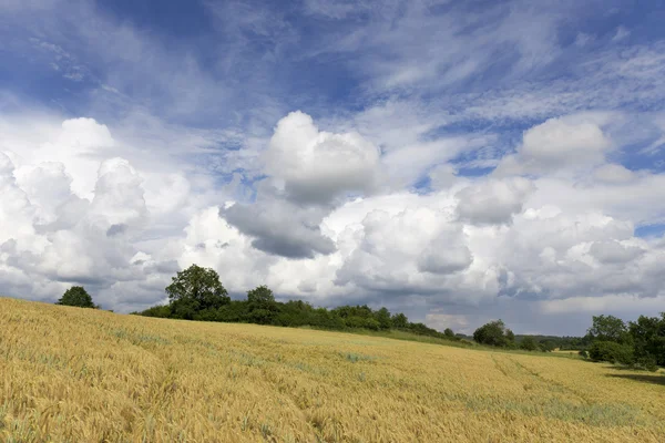 Field of Barley in the storm summer country Landscape — Stock Photo, Image
