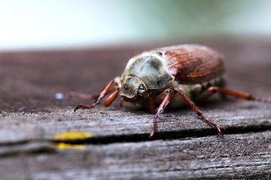 Ayrıntılı Cockchafer