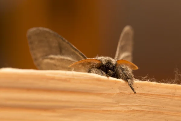 The Owlet Moth in big Detail — Stock Photo, Image