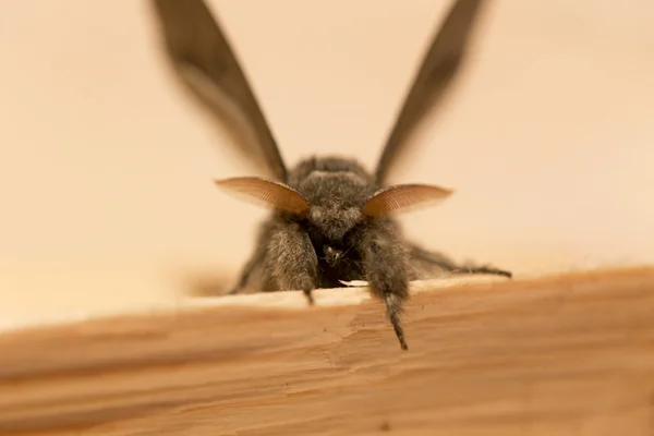 The Owlet Moth in big Detail — Stock Photo, Image