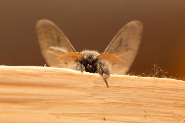 The Owlet Moth in big Detail — Stock Photo, Image