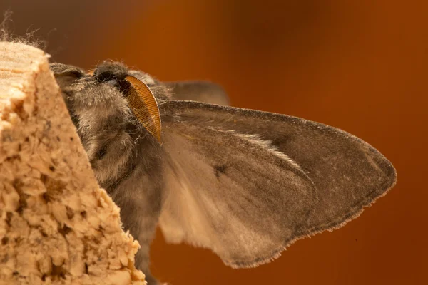 The Owlet Moth i stor detalje - Stock-foto