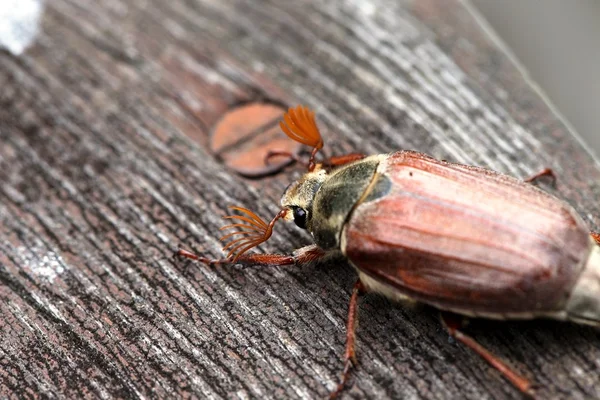 El Cockchafer en el detalle — Foto de Stock