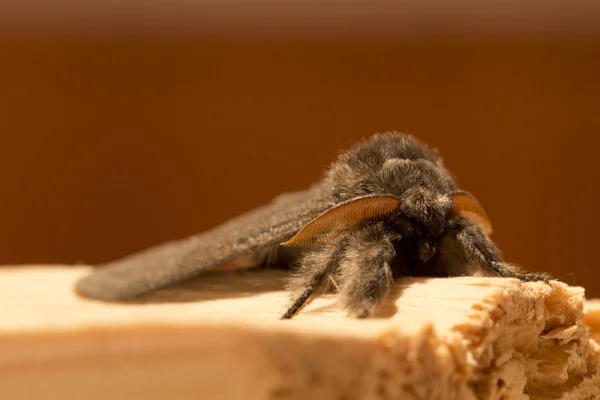 The Owlet Moth in big Detail — Stock Photo, Image