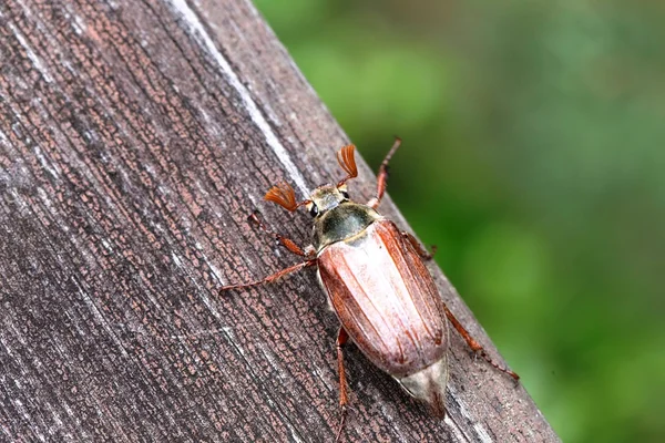 The Cockchafer in the Detail — Stock Photo, Image