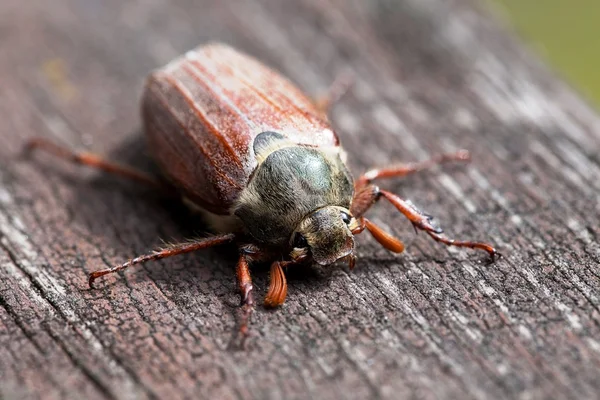 O Cockchafer no detalhe — Fotografia de Stock