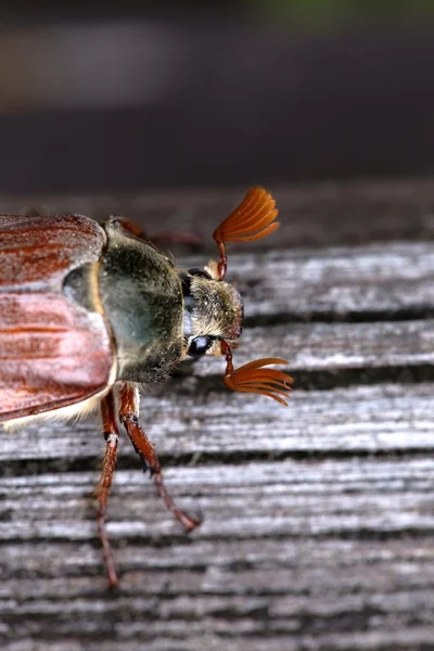 Le Cockchafer dans les détails — Photo