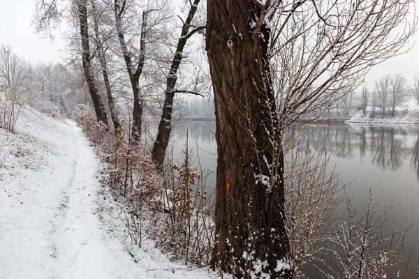 공화국 오슬로 블타바강 주변에 나무가 눈덮인 프라하 — 스톡 사진