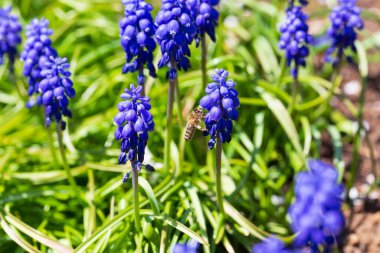 Çiçekteki Arı Yeşil Doğa 'da