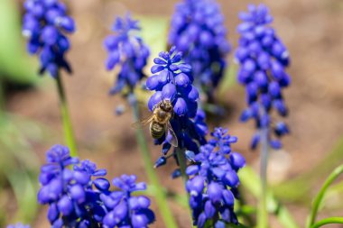 Çiçekteki Arı Yeşil Doğa 'da
