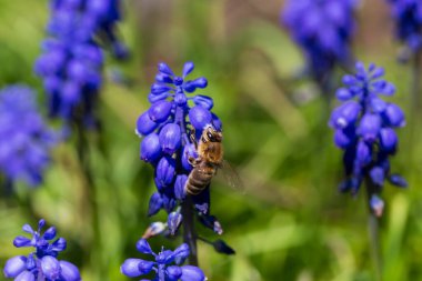 Çiçekteki Arı Yeşil Doğa 'da
