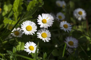 Papatyalar yeşil çimlerde