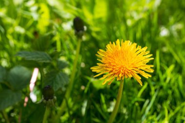 Bahar yeşili doğa ve karahindiba