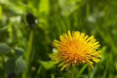 Bahar yeşili doğa ve karahindiba