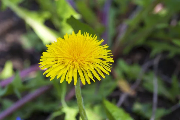 Spring Green Nature Dandelion — Stock Photo, Image