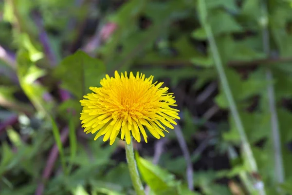 Natureza Primavera Verde Com Dente Leão — Fotografia de Stock