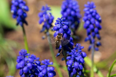 Yeşil doğadaki Çiçekteki Arı