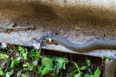 Yakalı yılan, doğadaki çim yılanı (Natrix natrix)