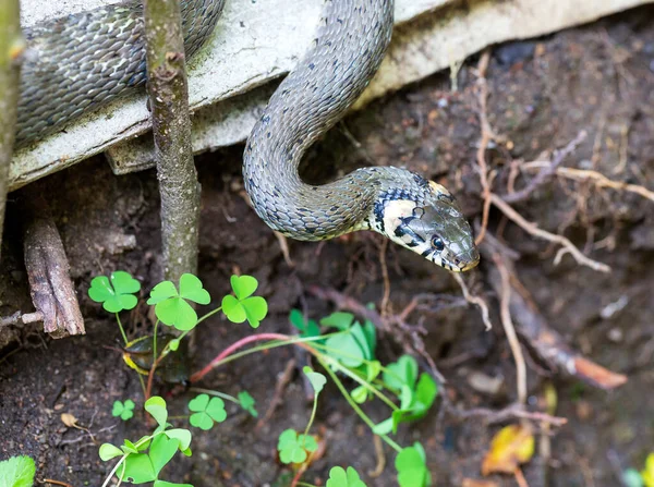 Collared Snake Grass Snake Nature Natrix Natrix — Stock Photo, Image
