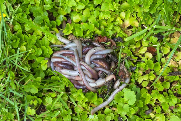 Gusano Tierra Útil Natur —  Fotos de Stock