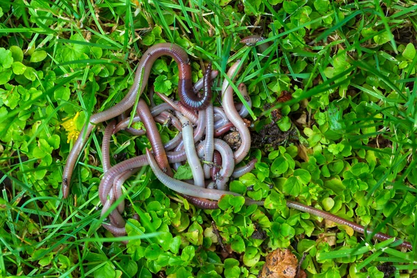 Useful Earthworm Natur — Stock Photo, Image