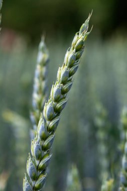 Mısır Dikenlerinin Ayrıntıları