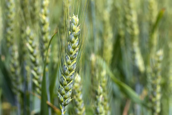 Detalj Majspikar — Stockfoto