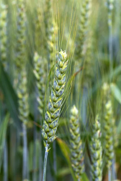 Detalj Majspikar — Stockfoto