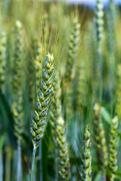 Detalj Majspikar — Stockfoto