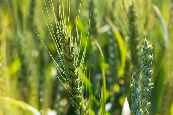 Detail Corn Spikes — Stock Photo, Image