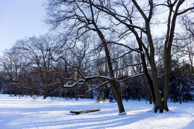 Prag Stromovka 'daki en büyük park - Çek Cumhuriyeti' nin karlı kışında Kraliyet Ağacı -
