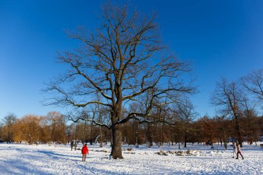 Prag Stromovka 'daki en büyük park - Çek Cumhuriyeti' nin karlı kışında Kraliyet Ağacı -